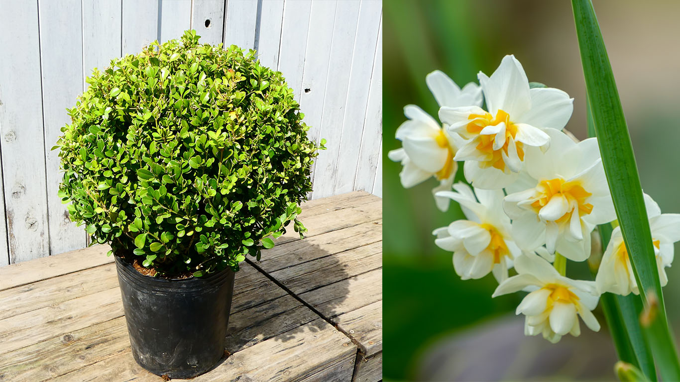 育てやすい植物を選ぶ「省管理グリーン」のすすめ